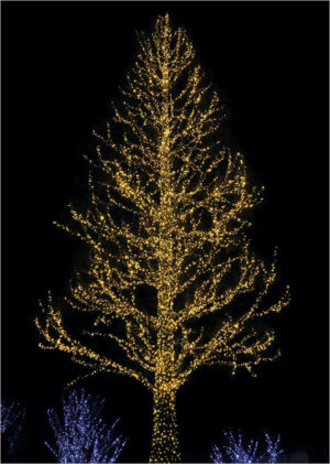 025 031 bright tree