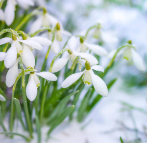 snowdrops in snow