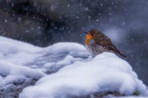 A Snowy Day