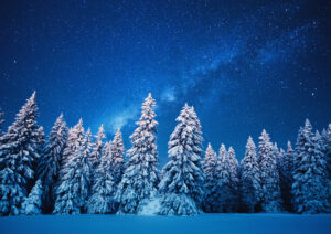 winter forest under the stars
