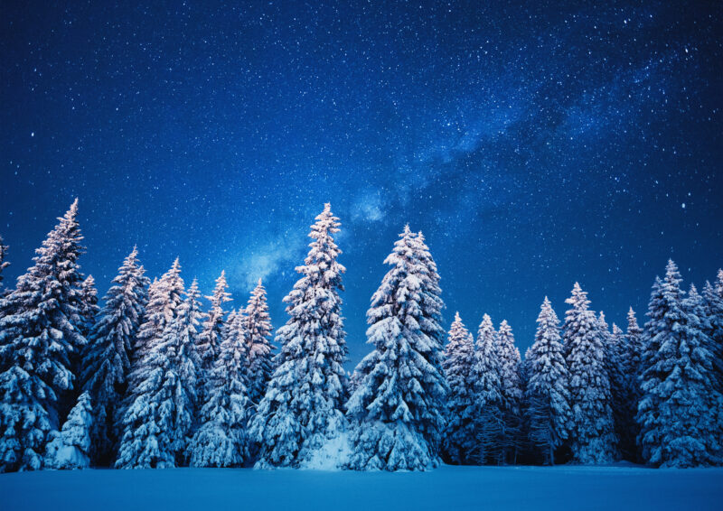 winter forest under the stars