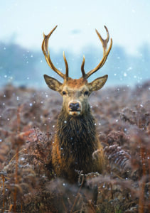 noble stag