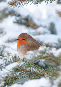 robin in a fir tree