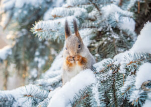 the squirrel with nut sits on tree in the winter or late autumn.