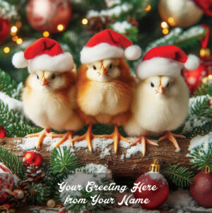 chick trio front personalised