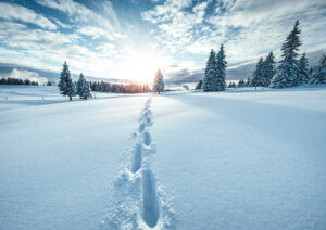 winter landscape