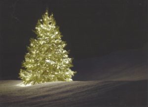 illuminated tree