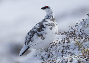 an adult male ptarmigan in winter plumage sitting on a rock