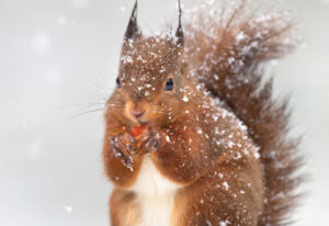 secret squirrel
