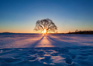 winter daybreak scenery of harunire tree at toyokoro town in hokkaido prefecture, japan