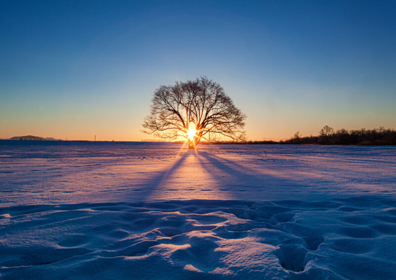 winter daybreak scenery of harunire tree at toyokoro town in hokkaido prefecture, japan